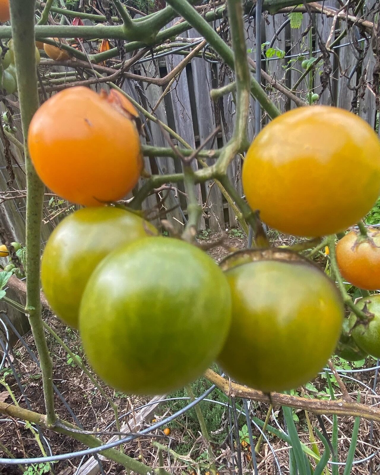 Tomatoes ripening on the vine in the Basics garden